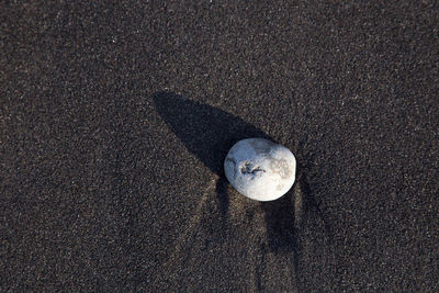 Seashell on sandy beach