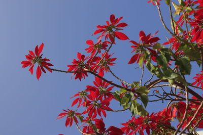 Low angle view of red flowering plant against clear sky