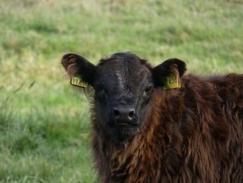 Portrait of sheep on field