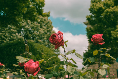 Close-up of red rose against plants