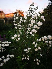 Close-up of white flowering plants on field against sky