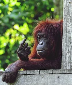 Close-up of monkey on wood