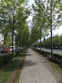 Road passing through forest