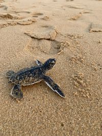 High angle view of crab on sand