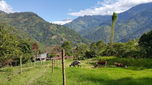 Cows grazing on field against sky