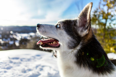 Close-up of dog looking away