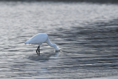 Bird in a lake