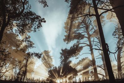 Low angle view of sunlight streaming through silhouette trees against sky