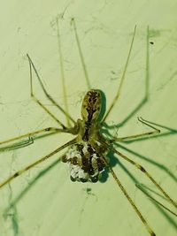 Close-up of spider on wall