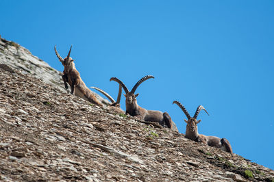 Low angle view of goat on mountain against clear blue sky