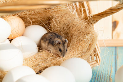 Close-up of animal eggs in nest