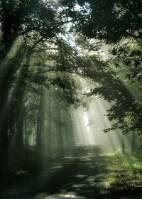 Sunlight falling on street amidst trees in forest