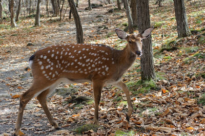 Wild roe deer in natural habitat close up