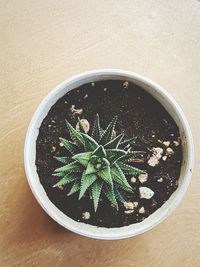 High angle view of potted plant on table