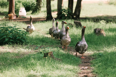 Close-up portrait of grey anser anser geese in a countryside far