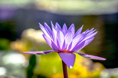 Close-up of purple water lily