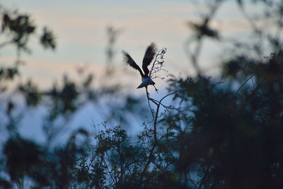 View of bird on plant against sky