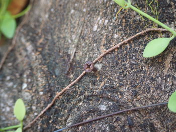 High angle view of a lizard on wood