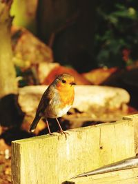 Robin bird perching on wooden fence during sunny day