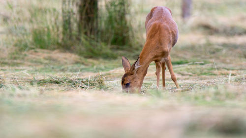 Deer in a forest