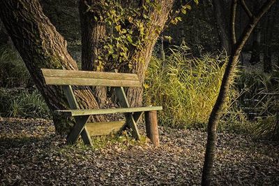 Empty bench on wooden bench