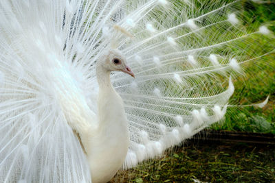 Close-up of a white peacock with feathers 