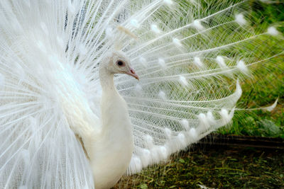 Close-up of a bird