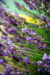 Bee pollinating on purple flowering plant