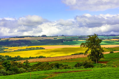 Scenic view of agricultural field against sky