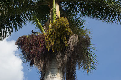 Low angle view of coconut palm tree against sky