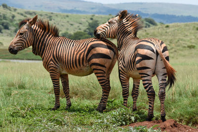 Zebra twins in green grass