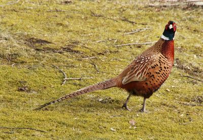 Portrait of pheasant on field