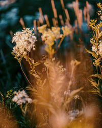 Close-up of flowering plant on field