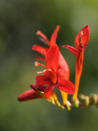 Close-up of red flower