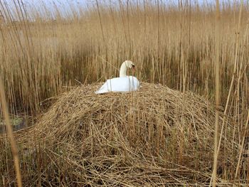 Bird perching on grass