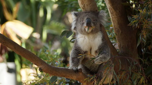 Monkey sitting on tree