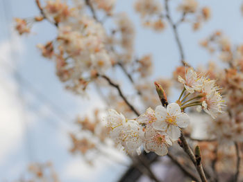 Close-up of cherry blossoms in spring
