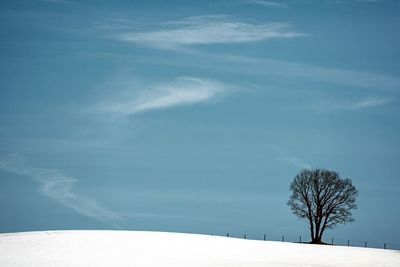 Bare trees on snow covered land against blue sky