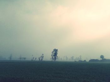 Trees on field against sky in foggy weather