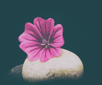 Close-up of pink flower against black background