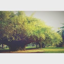 Trees growing on field