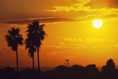 Silhouette palm trees against orange sky