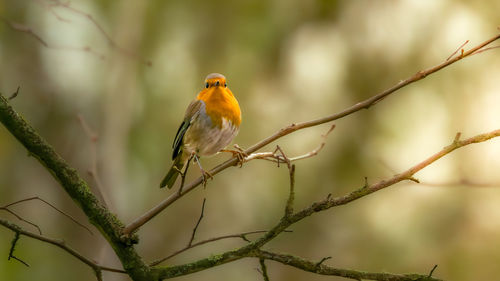 Low angle view of bird perching on branch