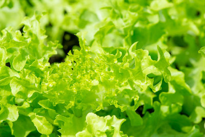 Full frame shot of fresh green leaves