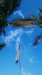 Low angle view of palm trees against blue sky