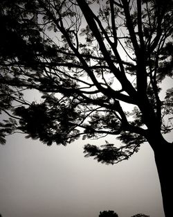 Low angle view of tree against clear sky