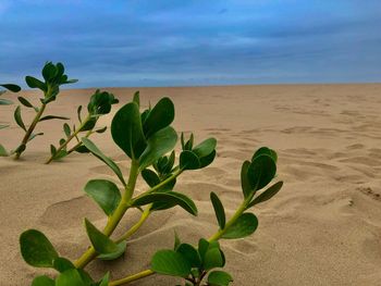 Plant growing on beach against sky