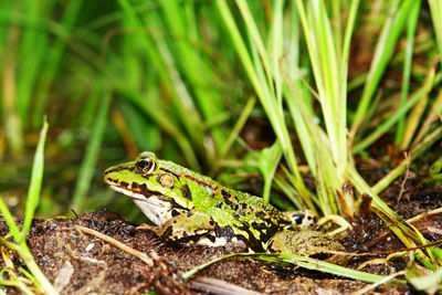 Close-up of lizard on grass