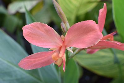 Close-up of periwinkle blooming outdoors