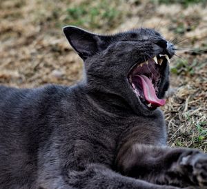 Close-up of cat yawning